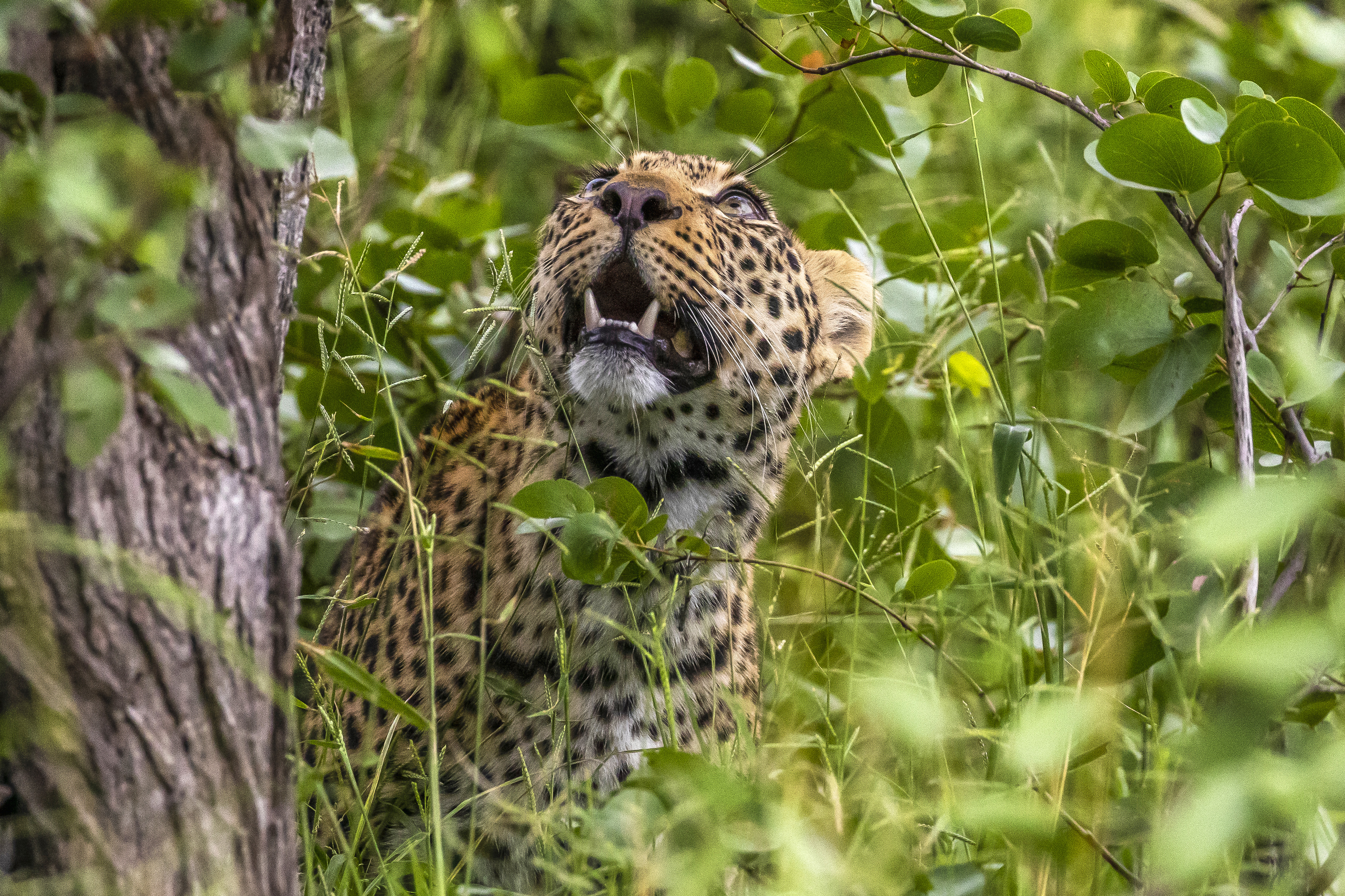 Botswana - Leopard